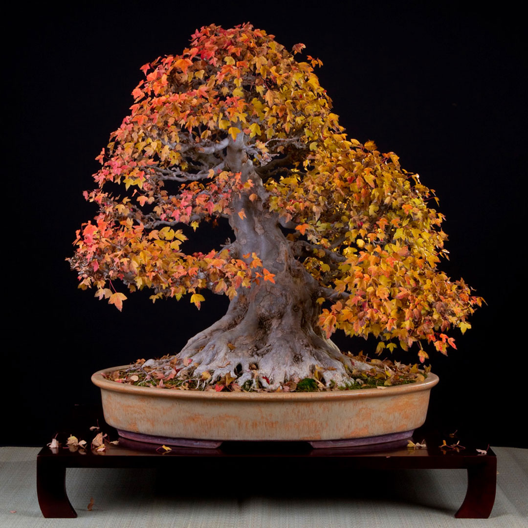 Acer buergerianum - Herbst