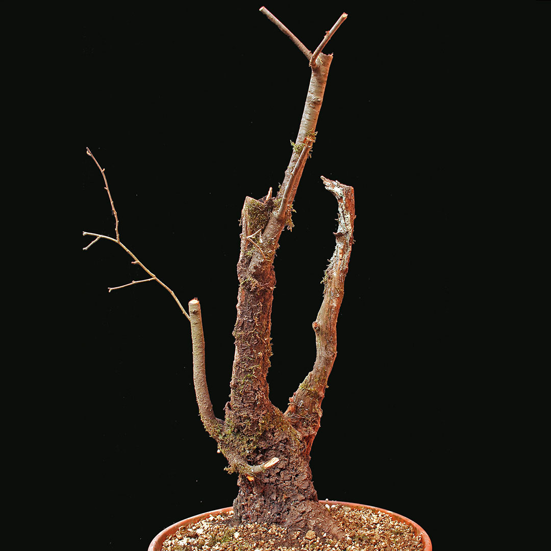 Prunus mahaleb - vorher