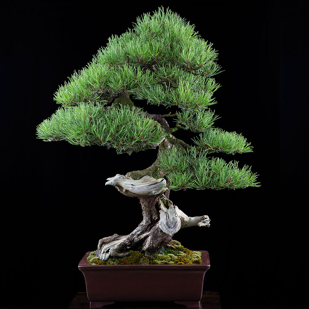 Pinus mugo - nachher