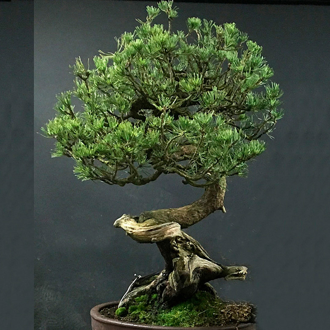 Pinus mugo - vorher
